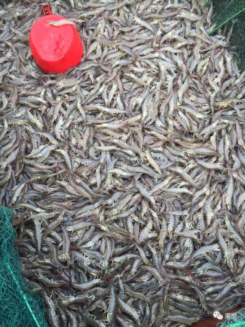 走过路过,不能错过的纯天然美味"虾脯"