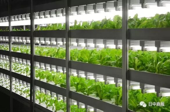 世界最長壽男性去世長壽的秘訣是 日本城市地下種菜不需人工參與全自動化 美國海外電視網usocctn Com