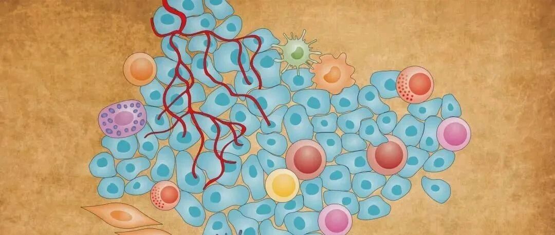 RNA结合蛋白人类抗原R在肺癌中的作用研究进展