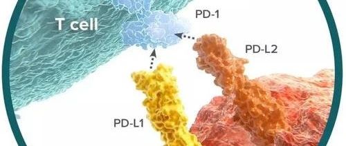 PD-1/PD-L1抑制剂使用的10大问题