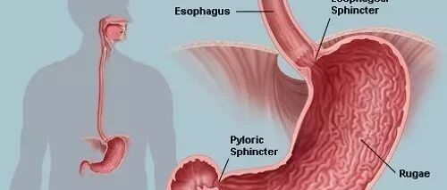科普 | 你的食管 值得温柔以待