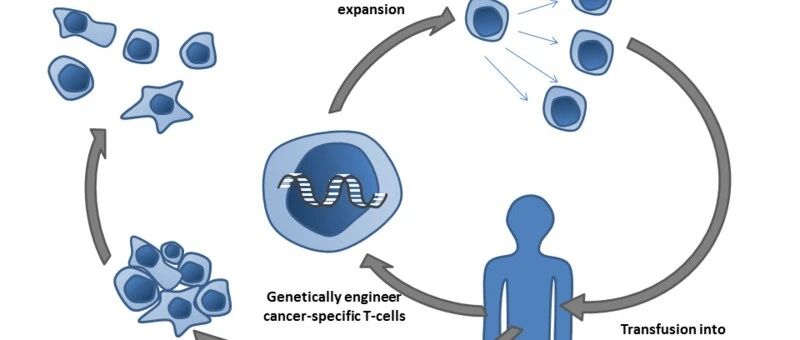 肿瘤浸润性淋巴细胞疗法：下一个可能获批的癌症免疫疗法