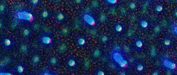 Entrectinib推动NTRK融合阳性泛瘤种精准治疗新时代