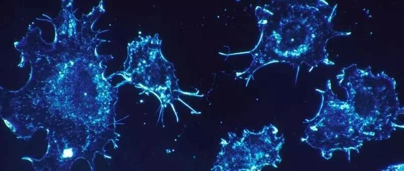 人表皮生长因子受体4在非小细胞肺癌中的表达意义及其对肺癌细胞生物学功能的影响