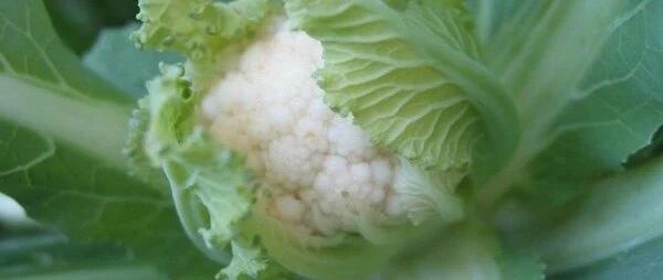 长期食用"十字花科蔬菜"可降低患癌风险