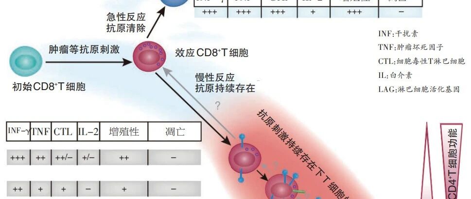 里“应”外“合”，全面恢复T细胞抗肿瘤活性 | 探微知著：PD-1作用机制以及临床表现的差异探讨（二）