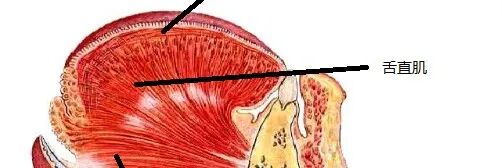 为什么要做吞咽仪器吞咽技术策略（一）_https://www.jmylbn.com_新闻资讯_第6张