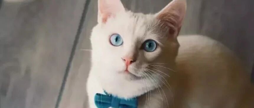 “每天深夜，猫都偷偷的守护着我！”