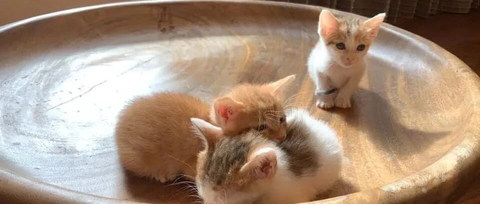 我寻思着一只猫有多罕见？医生却说40万只猫里，这种猫才出现一只！