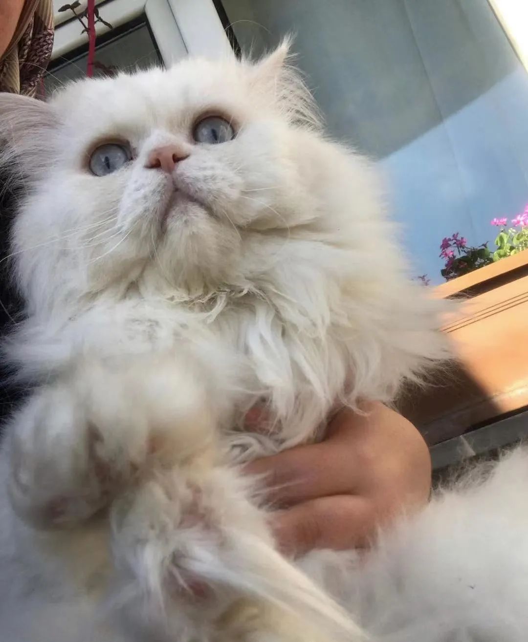 “猫，是奢侈品！”