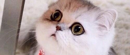 猫咪的听力是人类的3倍，原来...我家的猫一直是故意不理我！