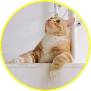 猫咪的友情，也太塑料了，怎么说破就破？！