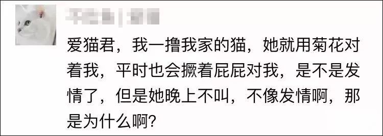 貓咪為什麼喜歡用菊花對著你？真相是... 寵物 第3張