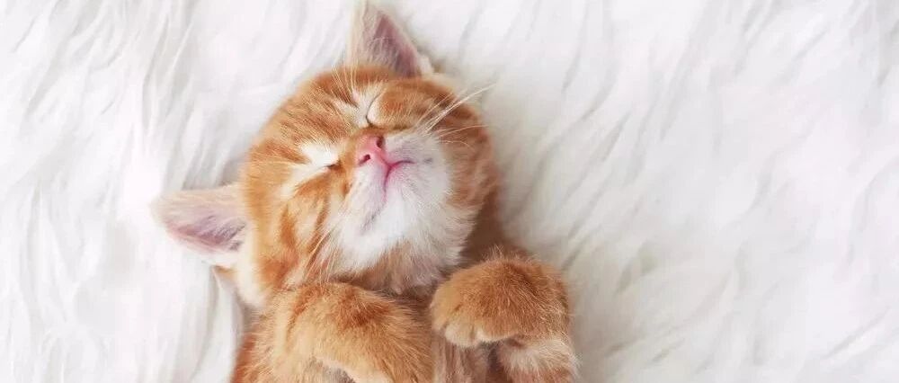 我寻思着小猫咪到底能有多懒，直到看了这只橘猪...哈哈哈！