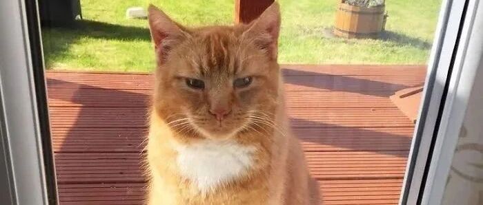 猫会自己挑铲屎官吗？答案是会的！