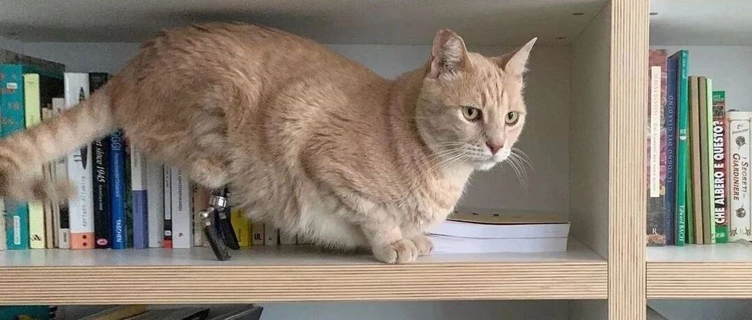 被遗弃的橘猫念旧情，跑回去看旧主人却遇上车祸，装上仿生假肢后，居然还有点酷！