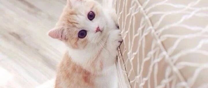 “百万网友在线找猫，却没有一个人找全的！”