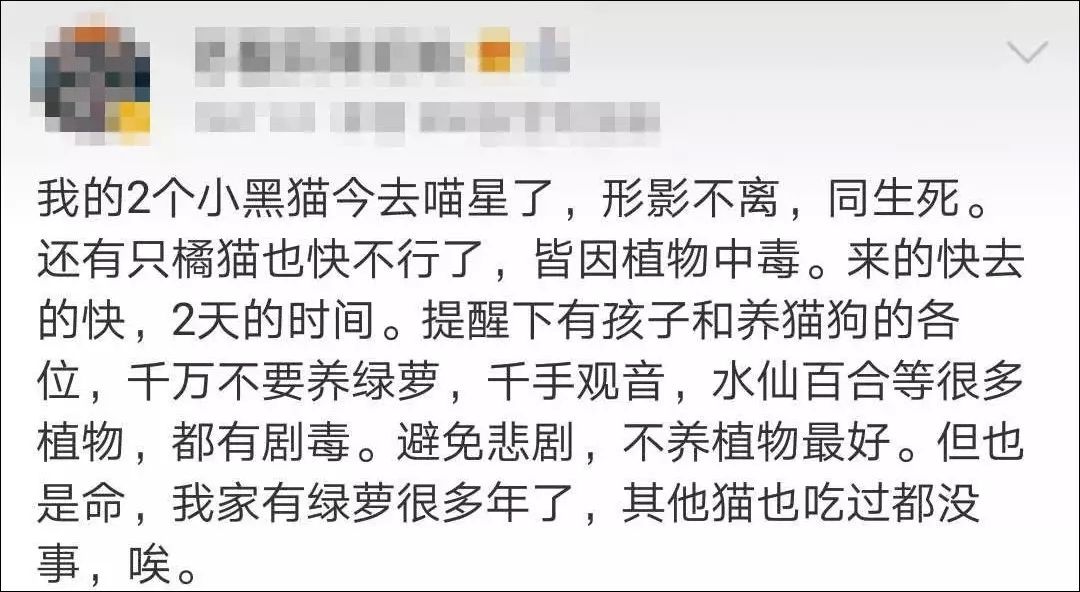 「5塊錢買了朵很常見的花，卻害死了我最心愛的貓！」 寵物 第5張