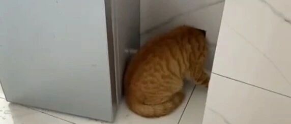 橘猪卡头被消防员救出，下秒出门又被卡：自己多胖心里没点数？？