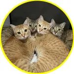 网友捡了4只猫，却陷入沉思：一毛一样的猫为什么要养2对！