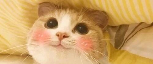 猫 咪 沙 雕 行 为 图 鉴