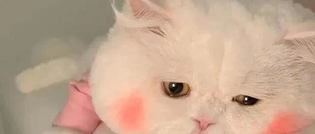 “如果你的朋友养猫，千万别说这些话，否则...”