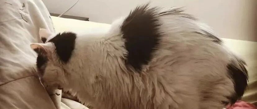 网友捡了只9岁老猫，本想给它临终关怀...结果它又活了20年！