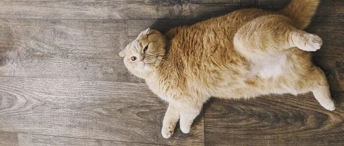 养猫后，9件令人匪夷所思的事情，你做过几件？