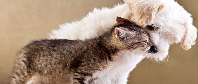 “抱歉，本宠物店不卖品种猫狗，只有流浪动物。”