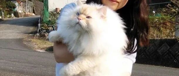 原来猫奴都是养猪小能手啊，看完笑喷！哈哈哈！！