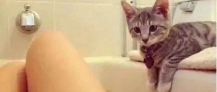 “猫为什么喜欢偷看你洗澡？”背后真相也太暖了！