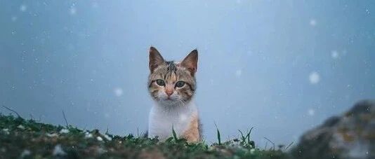 “送上门的猫蛋，不割白不割！”