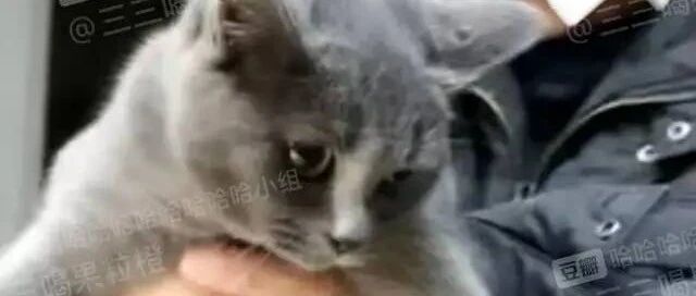 爷爷弄丢我的猫之后，又买了一只差不多的想以假乱真…