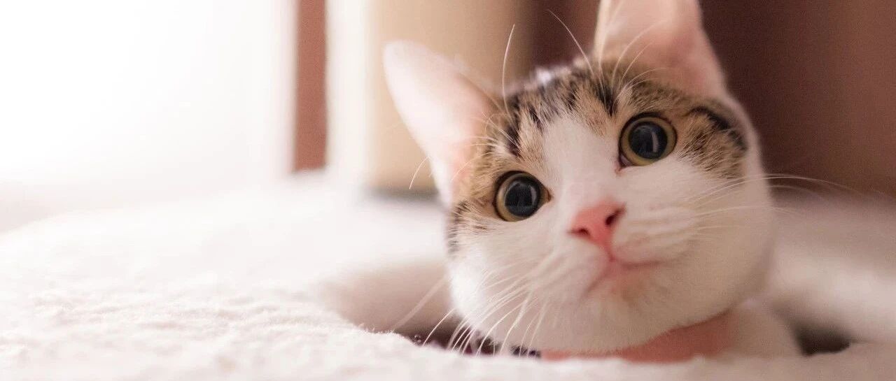 猫会在乎铲屎官吗？直到我装了摄像头后才发现...