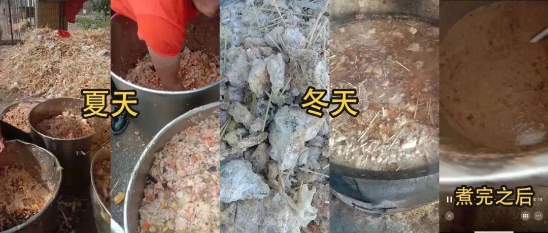 太可怜了！800多只死里逃生的猫狗，无粮可吃，只能靠剩饭剩菜为生！