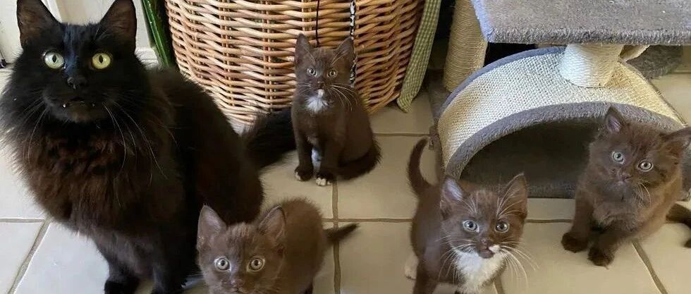 “我救了一只怀孕的流浪猫，但它生出的孩子却非常震惊！”