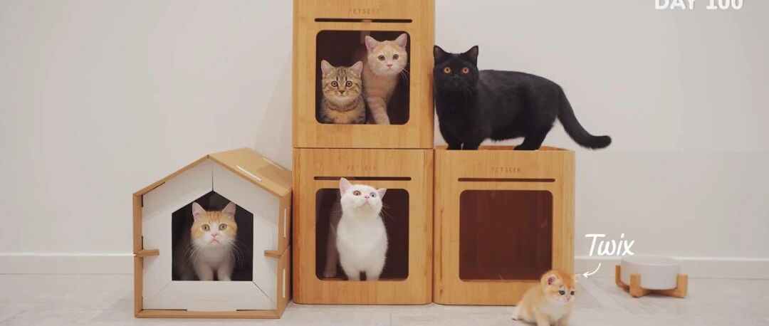 超过1亿人围观的小奶猫成长日记，也太治愈啦！