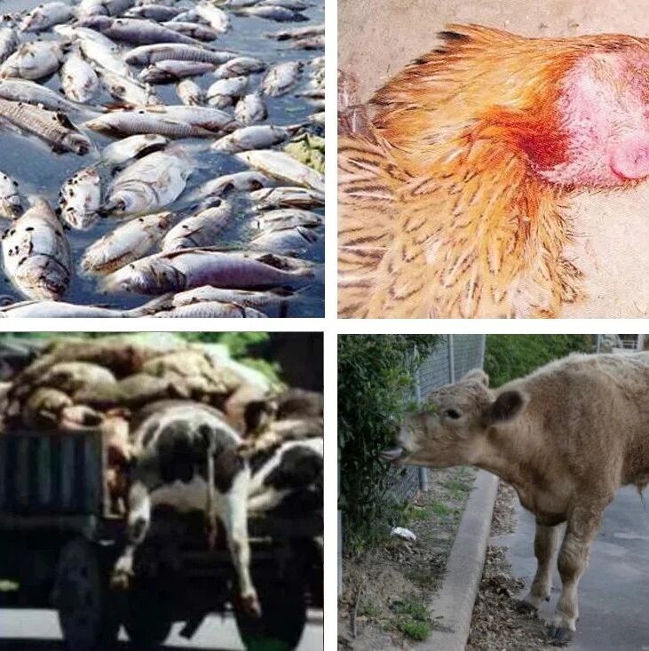 “有人用病死动物的肉做猫粮？太可怕了！”