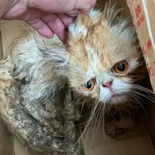 加菲猫流浪29天后，从天使变成了“恶魔”，品种猫真的不能流浪！