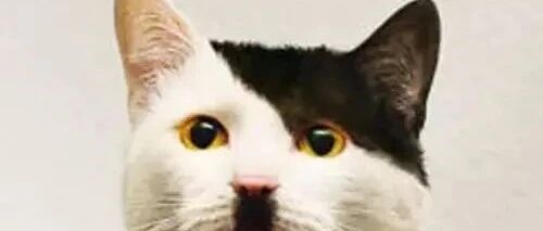 “我寻思着一只猫的花色有多奇怪，直到我看了这些猫，差点笑喷！”