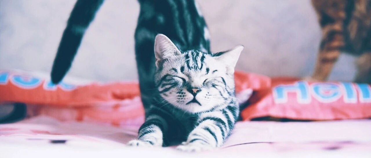 猫咪粘人的8种方式！你家的猫属于哪一种？