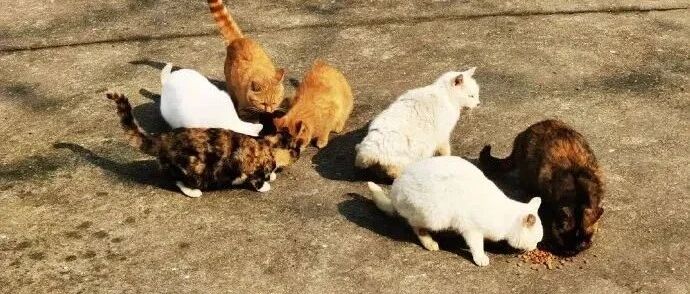 10多年前南京总统府请猫来抓老鼠，如今却要将猫活活饿死？？