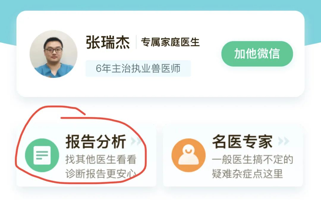 破防了！我的猫被切除脾脏后，医生却说可能是误诊？