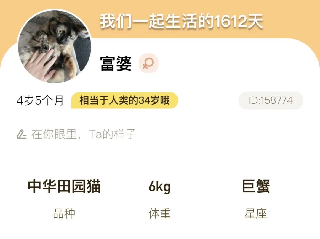 破防了！我的猫被切除脾脏后，医生却说可能是误诊？
