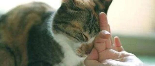 猫咪为什么喜欢舔你？背后真相竟是...