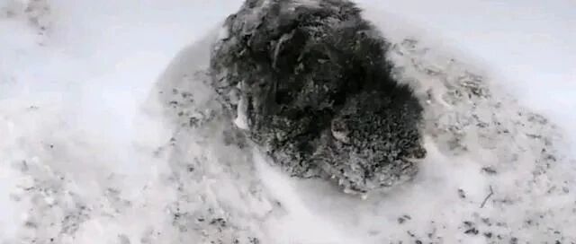 猫咪被冻成了“冰雕”，无奈地定格在雪地里：有人来帮帮我吗？