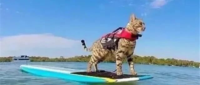 同是狸花猪，为什么别人家的就这么牛牛牛批！