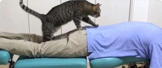 网友开了一家按摩店，想不到却被7只猫抢走了生意，太惨了！