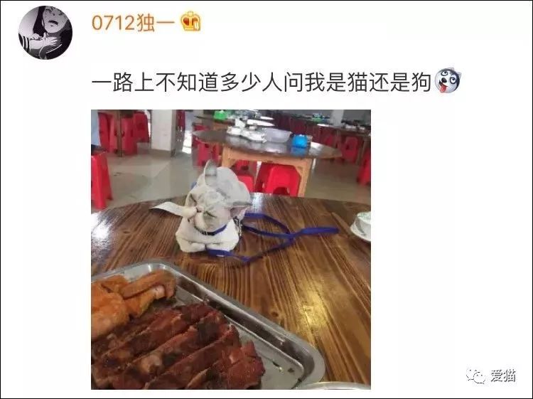 「我恐怕養的是一只假貓！」 萌寵 第34張