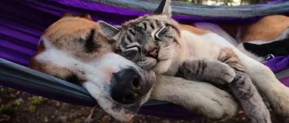 “我被隔离后，可以带上我的宠物吗？”